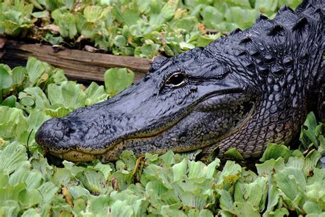 Alligator Hautnah Gesicht · Kostenloses Foto auf Pixabay