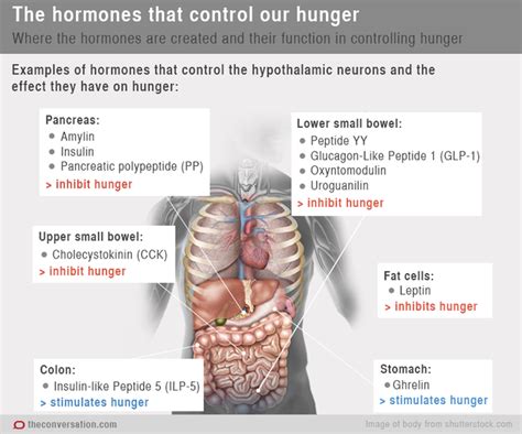 How Hormones Make You Feel Hungry And Full | Gizmodo Australia