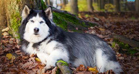 Các bệnh thường gặp ở chó Husky - Blog yêu chó cảnh-Giao lưu chia sẻ kinh nghiệm chăn nuôi chó meo