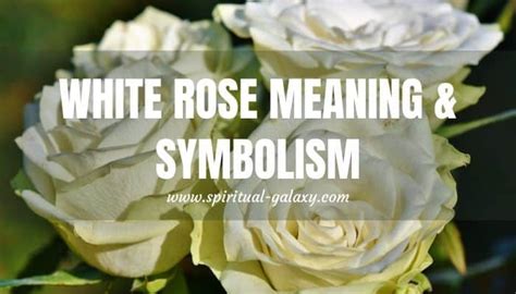 White Rose Meaning & Symbolism: Complete Guide! - Spiritual-Galaxy.com