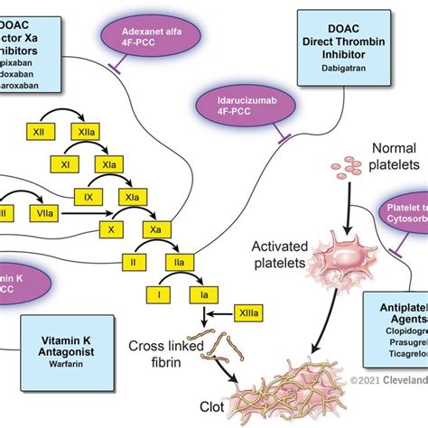 Mechanism of action of anticoagulants, their antidotes, and reversal... | Download Scientific ...