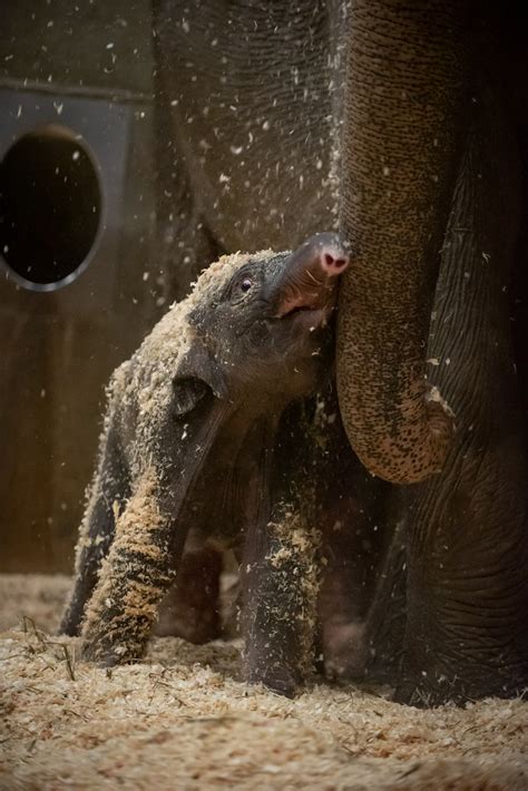 Baby Elephant Born At Columbus Zoo Will Melt Your Heart: Photos | Columbus, OH Patch