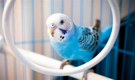 8 Quiet Pet Birds for Apartments and Small Spaces - Shed Happens