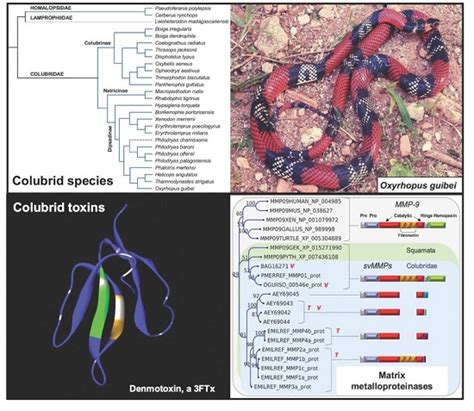 Toxins | Free Full-Text | Colubrid Venom Composition: An -Omics Perspective