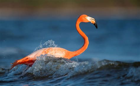 It's Official: Flamingos Belong in Florida | Audubon