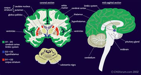 dopamine-expression – Science of Eating Disorders