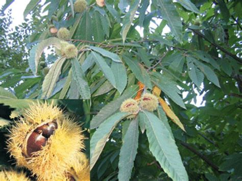 Sweet Chestnut European chestnut Tree Castanea sativa 10 | Etsy