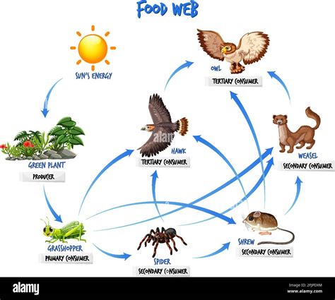 Food chain diagram concept illustration Stock Vector Image & Art - Alamy