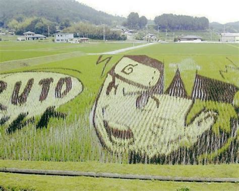 Japanese Rice Field