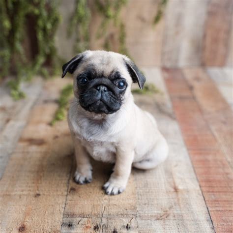 Teacup Pugs: Irresistible Tiny Pugs | Kooky Pugs