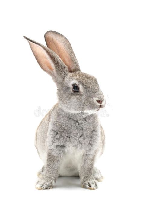 Rabbit. Grey rabbit on a white background , #AFF, #Grey, #Rabbit, #rabbit, #background, #white # ...