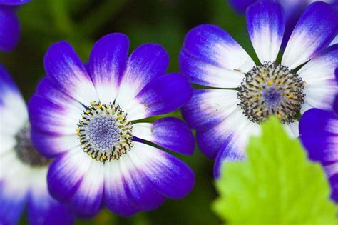 Indigo Flowers ~ Flowers Wallpapers