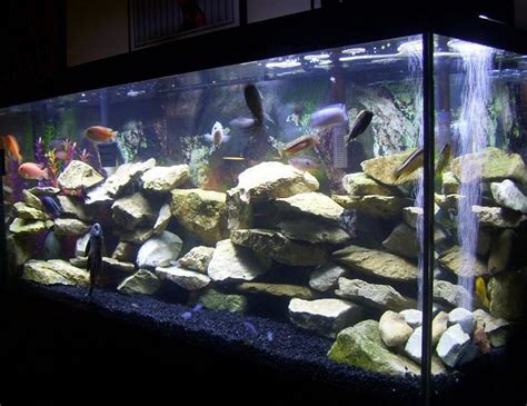 Cichlid Aquascapes - Aquascape Ideas