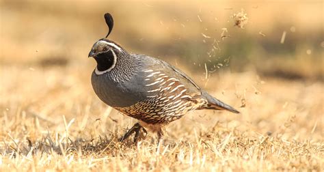 California Quail | Audubon Field Guide