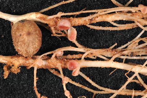 Mid-Season Assessment of Rhizobium Nodulation in Texas Peanuts and ...