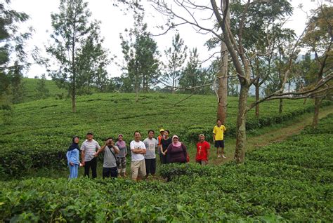 Dyah Purnamaningrum: TEA WALK DI GUNUNG MAS TEA ESTATE, PUNCAK-BOGOR