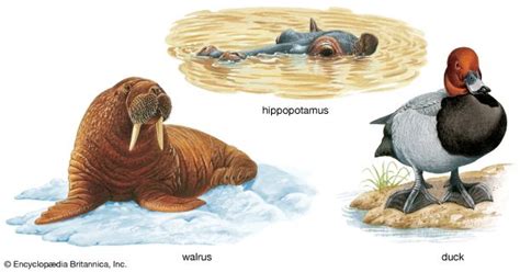 Walrus | Description, Size, Habitat, Diet, & Facts | Britannica