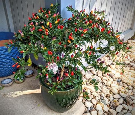 15 Types of Ornamental Pepper Varieties | Can You Eat Ornamental Peppers?