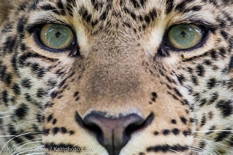 Eye to Eye | Animals eyes, African leopard, Eye animal