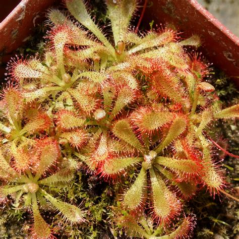 Carnivorous Plants Archives - Cactus Jungle