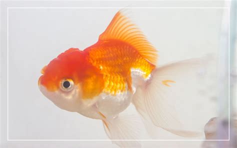 Goldfish Gestation Period - Is My Goldfish Pregnant?