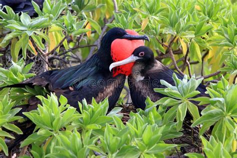 Great Frigatebird Couple During Mating Season Stock Photo - Image of inflated, amazing: 68403766