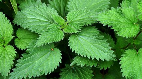 Stinging Nettle Plant: A Spring Favorite