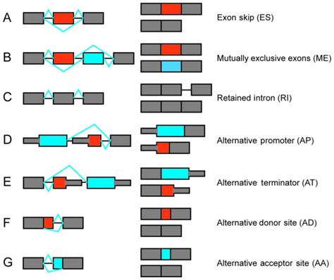 Transcriptome-wide analysis of alternative mRNA splicing signature in ...