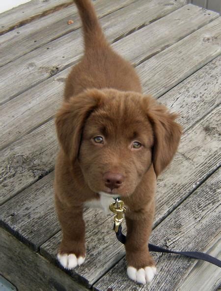 Chocolate Lab Shepherd Mix Puppies : Pin On Miscellaneous Must Haves ...