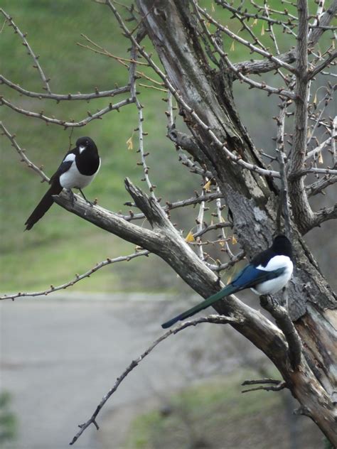 Bactrian Eurasian Magpie | SIMILAR BUT DIFFERENT IN THE ANIMAL KINGDOM