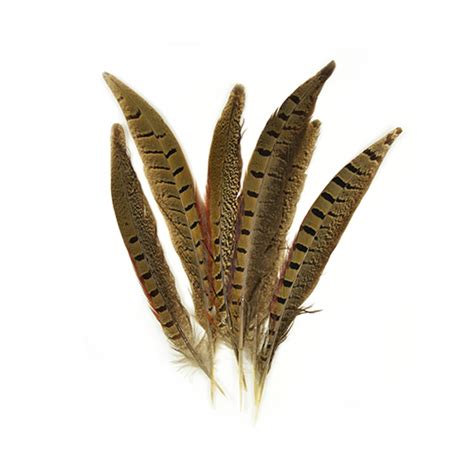 Ringneck Pheasant Feathers 6/Pkg, Natural - Love the Edit