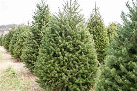 9 Different Types of Christmas Trees to Consider This Holiday Season