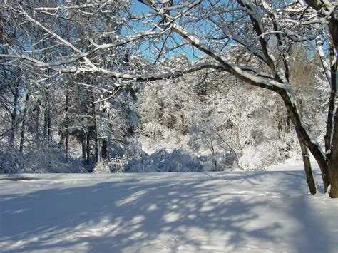 Free Snowy Woods Stock Photo - FreeImages.com