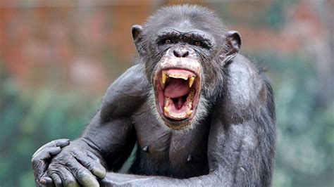 Chimpanzee on the loose in Texas, harassing people and dogs, reports say - ABC News