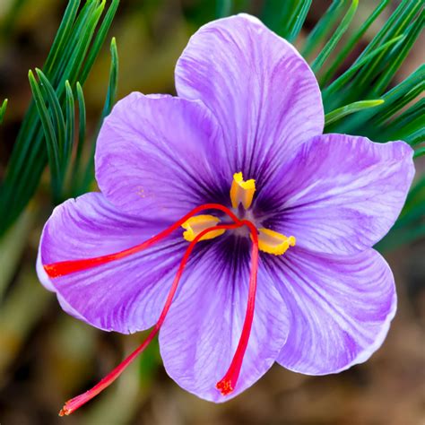 Organic Saffron Crocus Corms - Fruition Seeds