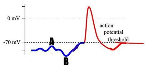 Solved Is letter A an EPSP or an IPSP? How do you know? | Chegg.com