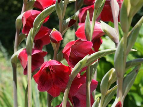 Gladioli are among the best bulbs to plant now for flowers next June ...