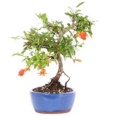 Dwarf pomegranate bonsai care