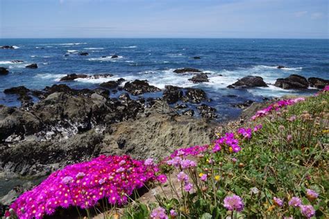 Mendocino Coast Botanical Gardens, Fort Bragg, CA. | Botanical gardens, Mendocino coast, Atlanta ...