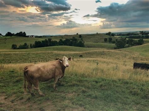 Dairy Cows vs. Beef Cattle — Derrick Josi | TDF Honest Farming