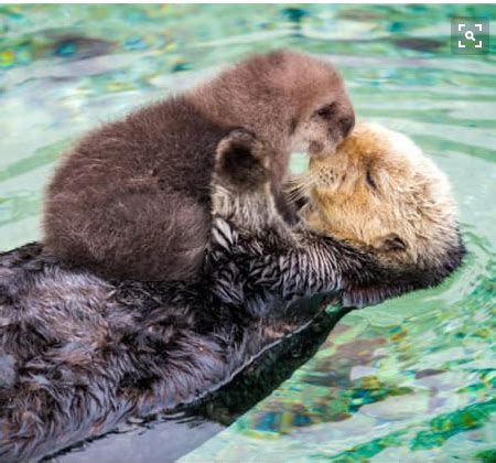 Sea otters..... pup hitching a ride on mom !! Cute Little Animals, Cute Funny Animals, Baby Sea ...