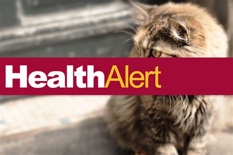 Health Alert: Typhus Outbreak – USC Environmental Health & Safety