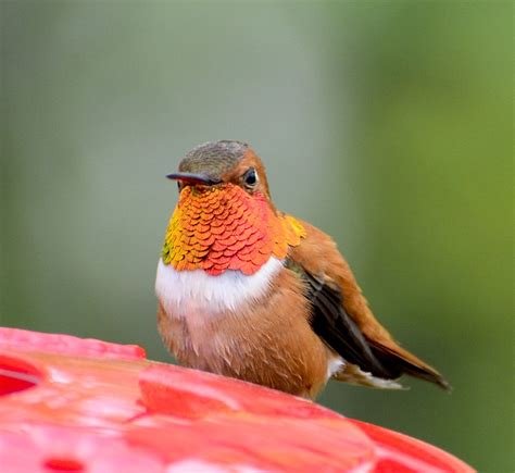 Rufous Hummingbird Migration Range, Diet, Facts, Pictures