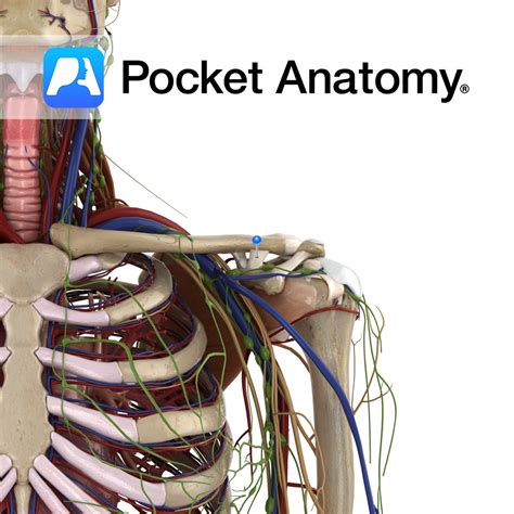 Coracoclavicular - trapezoid ligament - Pocket Anatomy