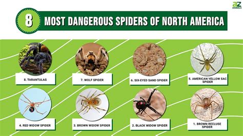 Most Dangerous Spider In The World Bites