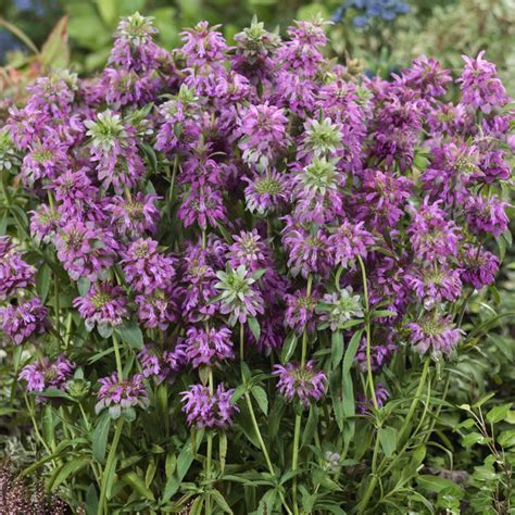 Monarda Citriodora Seeds - Lemon Bee Balm Flower Seed