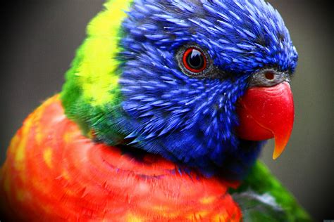 Rainbow Fluffy Birds Wallpapers - Wallpaper Cave