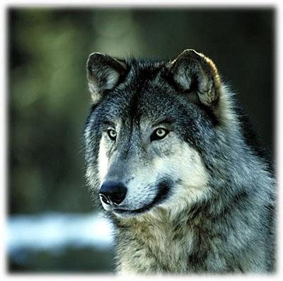 Great Plains Wolf | The Life of Animals