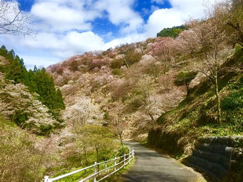 Mount Yoshino, a famous site for hiking and cherry blossoms