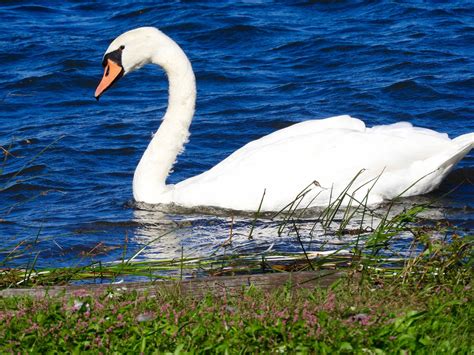 It's All About Purple: Mute Swans